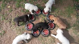 4x ..."White pitbull" ✍...eating raw 🥩 ..and ..Sportmix Caninex Xtreme .."2021 "2022" ...💎🌎