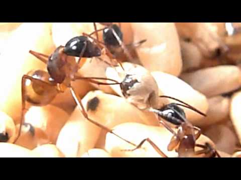 How Are Ants Born? - All About Ant Reproduction!