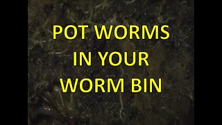 Pot Worm Small White Worms in a Worm Bin - What to Do!