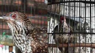 Download lagu Suara Tuwu betina ribut Gacor bersahutan||Ampuh memancing Tuwu jantan agar gacor mp3