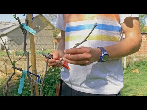 Cijepljenje žižule | JUJUBE GRAFTING