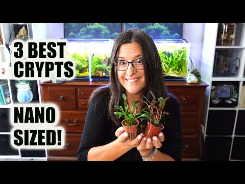 My 3 Favorite Crypts For Nano Tanks!