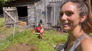 Morning Homestead Chores Gone Wrong || Small Farm Vlog