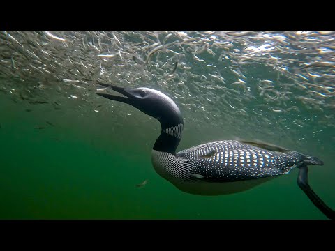 Loons Hunting Fish Like Torpedoes at Crazy Close Range Underwater