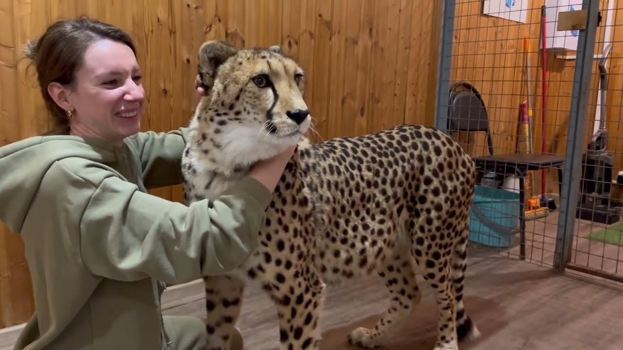 Такая неподдельная любовь животных! Герда не видела  Машу всего лишь день!