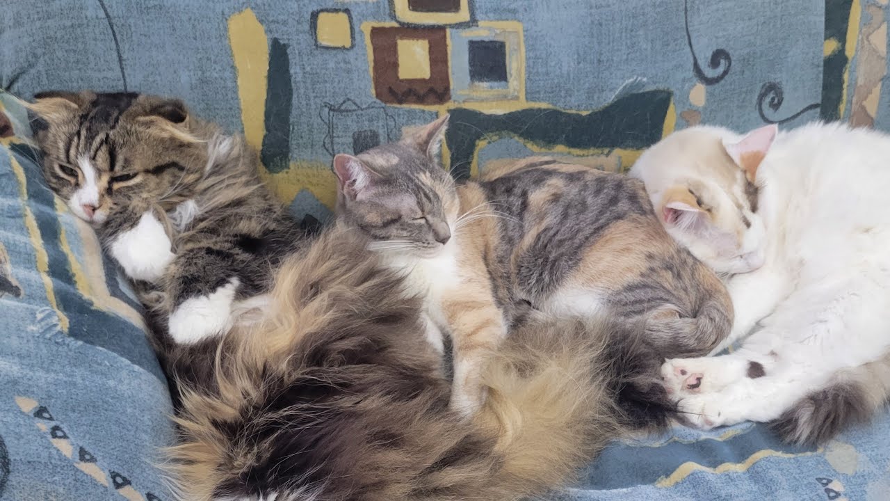 【あと4人で…🐱】Smile to Heart 【譲渡型保護猫カフェ】ねこまる がライブ配信中！