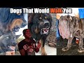 Dogs That Will Send You To DOG Backwards