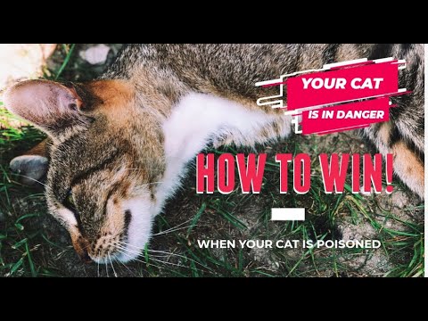 How To Know If Your Cat/Kitten is Poisoned (Cat Poisoning Symptoms Every Owner Should Know)