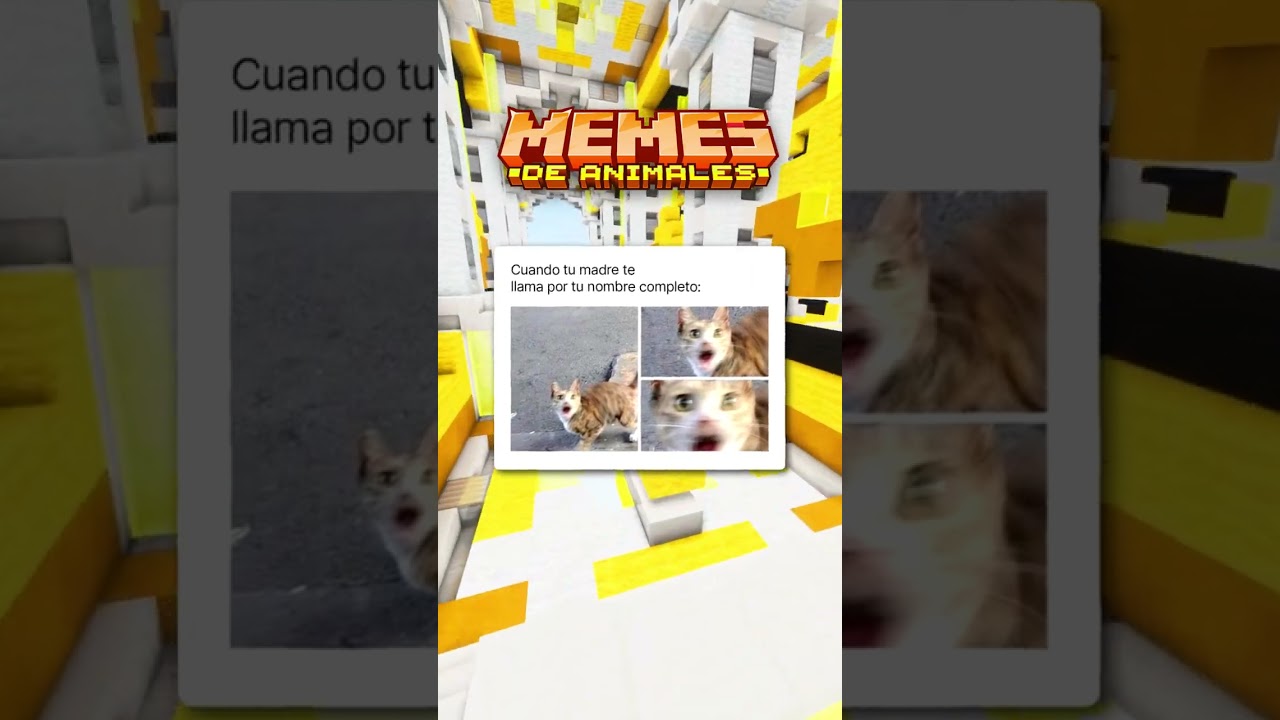 Memes de Animales... 😹🐶