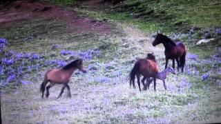 Great Footage Of A Mare Defending Her New Born Colt From A Wild Herd - Horse Behavior