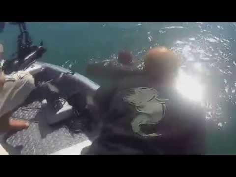 The World Record Catfish 8,5 feet-250 LBS