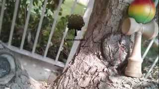 Itay Pemper's Terra Kendama Rasta Week Entry 2014