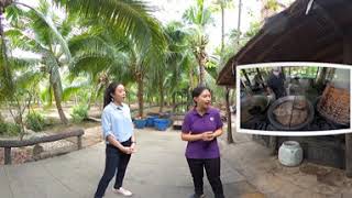 การทำน้ำตาลมะพร้าว