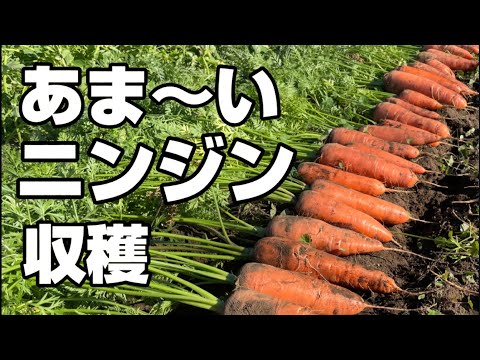 ニンジンをハエから守るにはどうすればいいですか？私たちのシンプルで自然なソリューション!  庭園