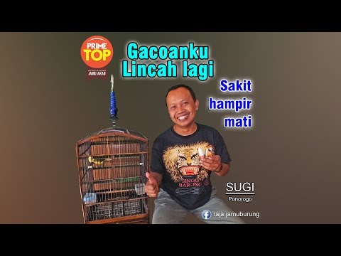 Mengapa menjadi penis kecil Pengobatan impotensi populer
