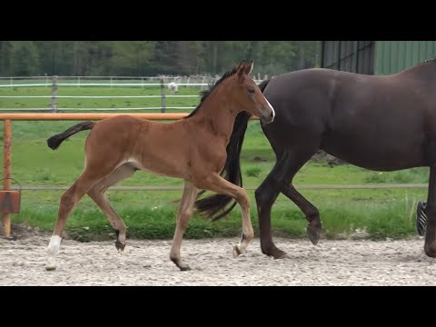 *2021 Stute von Fusionist - Franziskus SOLD!!!