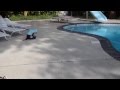 Акула кот у бассейна. Shark Cat and Swimming Pool. 