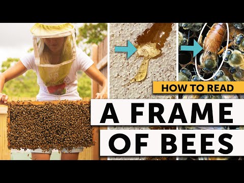 BEEKEEPING 101 - HOW TO READ A FRAME of BEES