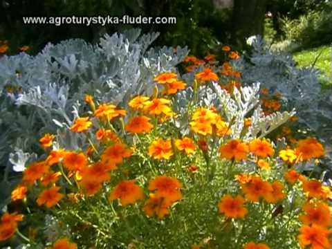 Agroturystyka Fluder tani nocleg małopolska - domek z basenem pokoje do wynajęcia na wczasy agro