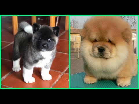 Top 10 razas de perros mas adorables de cachorros