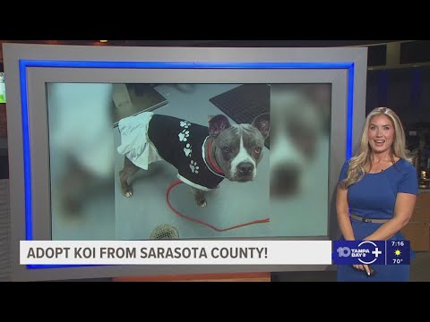 Give Koi from Sarasota County a fur-ever home! - YouTube