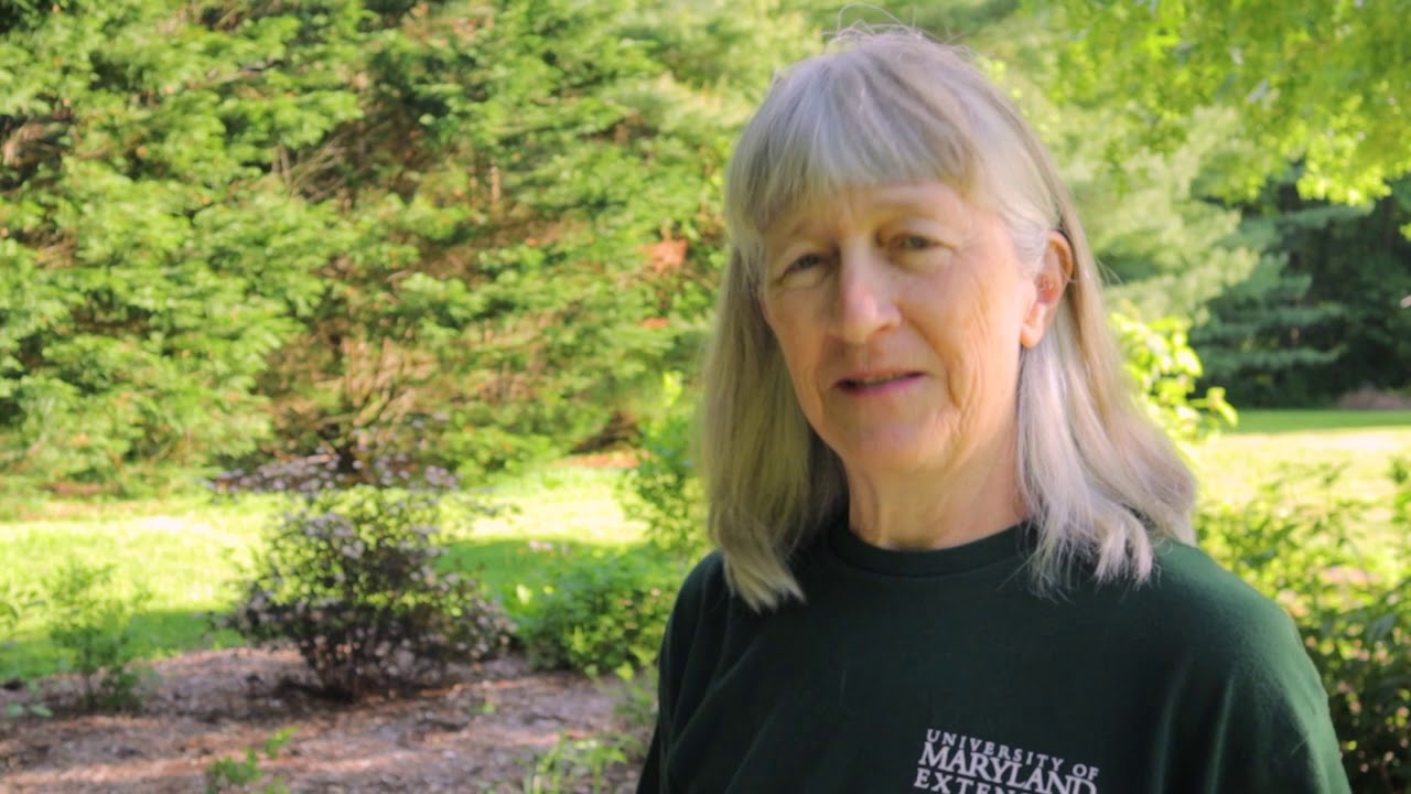 Adding Native Plants to Your Landscape 1