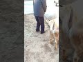 If I Love A Sheep I Have To Find A Way To Get It To Come To My Sheepfold 20