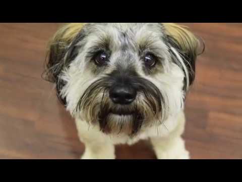 All About Heartworms, Treatment, and Recovery