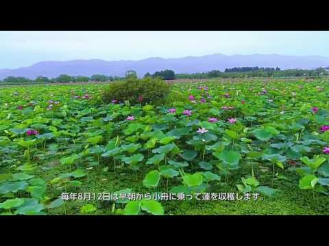 阿賀野市観光　蓮