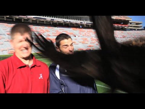 オーバーン・イーグルがアラバマのファンを殴る (Auburn Eagle Punches Alabama Fan)