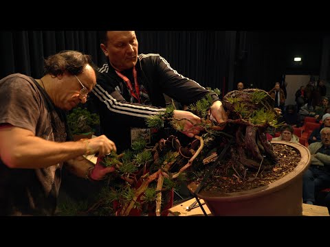 Piotr Czerniachowski Bonsai demo at Trophy 2023
