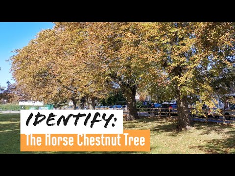 Where Do Conkers Come From?  How To Identify The Horse Chestnut Tree