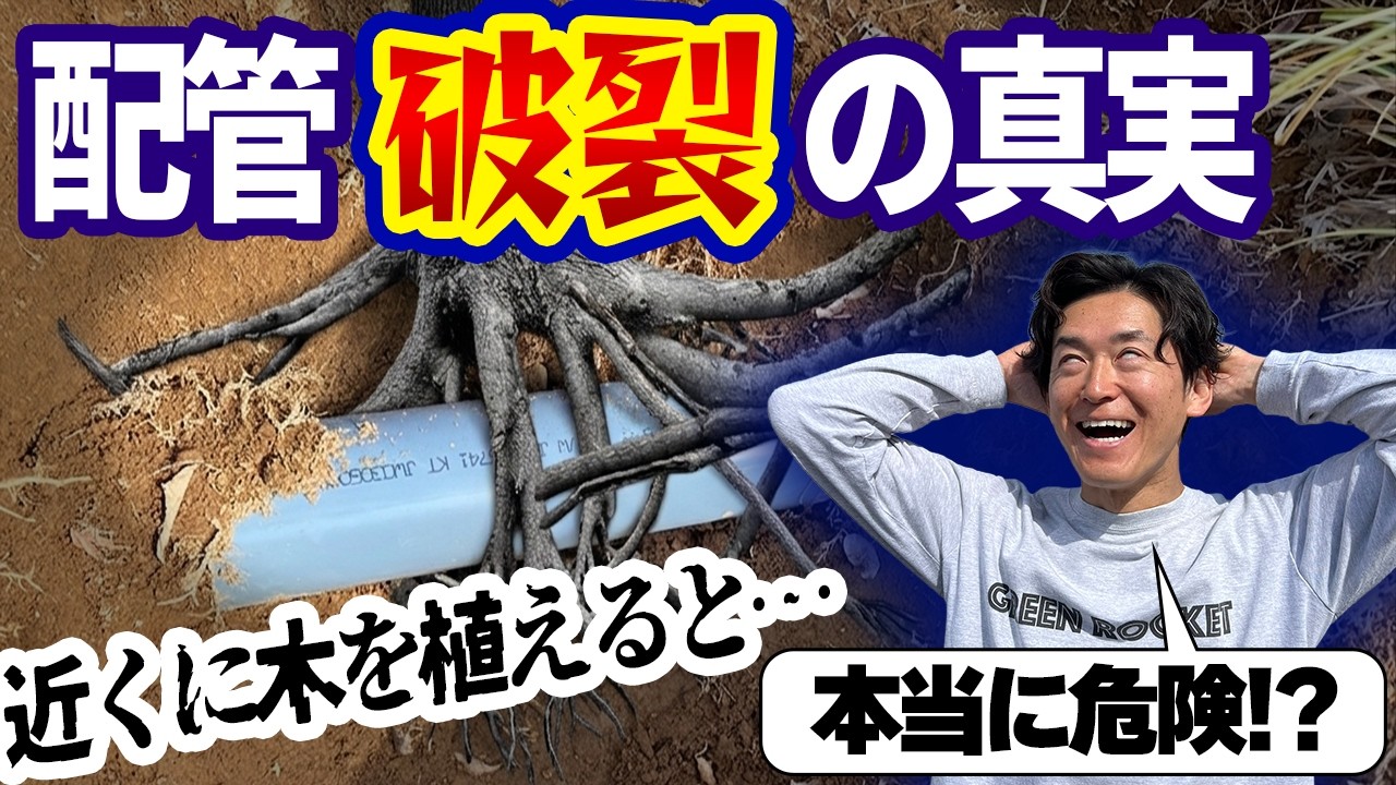 【真実を追求】配管近くに木を植えるたらこうなる