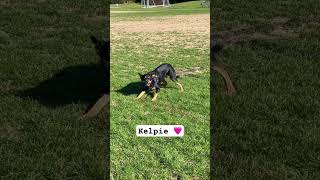 Born in Australia #kelpie #dog