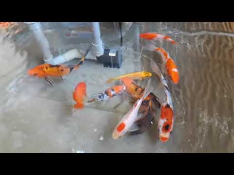 Nuôi cá trong chậu xi măng đơn giản.!