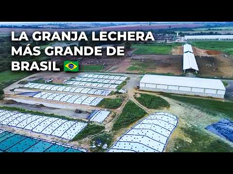 100 MIL LITROS DE LECHE AL DÍA | FAZENDA COLORADO 🇧🇷
