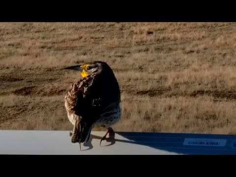 Western Meadowlark at Bison Calving Plains - Grasslands National Park - explore.org