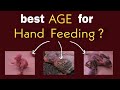 Budgies Hand Feeding Age हिंदी Inspired By Dennythebudgie