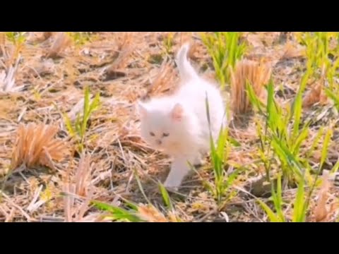 Bella enjoying in village | Moazam Vibes | #cat