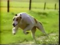 Greyhound 1983 GPX Generic