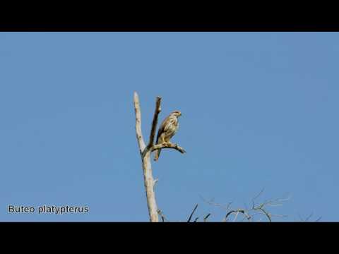 Buteo platypterus