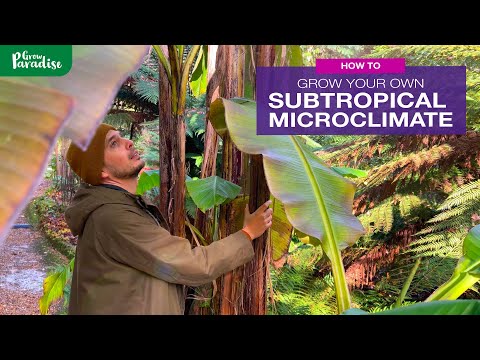 How to grow your own SUBTROPICAL MICROCLIMATE | 250 year old example!