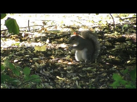 Veverička sivá (Sciurus carolinensis) — východoamerický druh