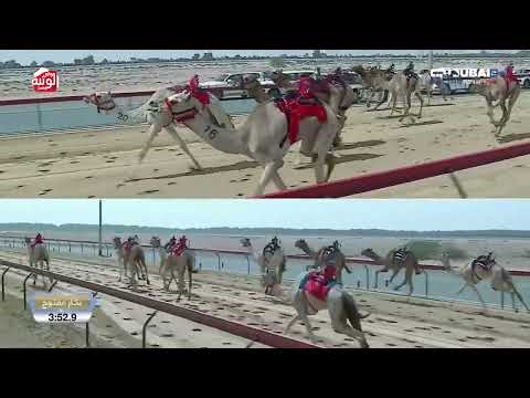  ش 3 (فرق) لـ هجن الشحانيه 7:32:4 ، تأهيلي المرموم 2026/03/04 لقايا