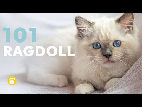 The Ragdoll Cats 101