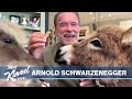 Arnold Schwarzenegger on Pandemic, Uniting Democrats & Republicans, and His Pets Whiskey & Lulu