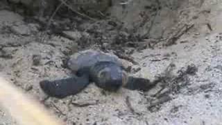 preview picture of video 'Hawksbill Turtle hatching Makena State Park II'