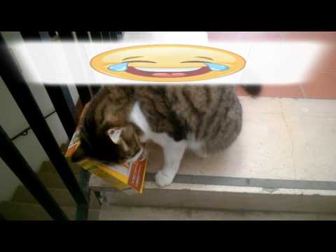 Questo video non doveva uscire come rovinarsi la reputazione hahaha Frate .web