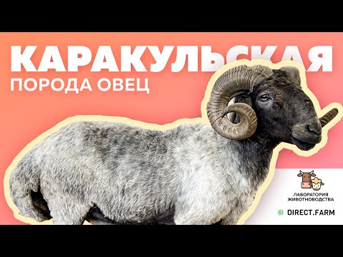 , title : 'Каракульская смушковая порода овец