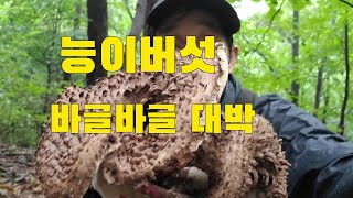 능이버섯 경기북부지방 우중산행 대박 능이버섯이 올라오네요